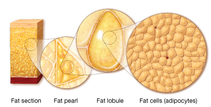Cell Fat 10